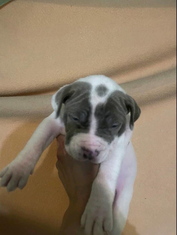 American-bully-štenci---vrhunski-kvalitet