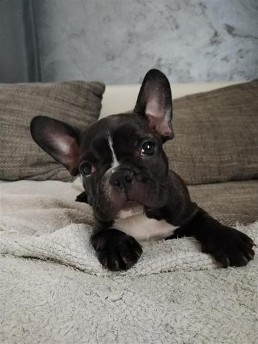 Francuski buldog 