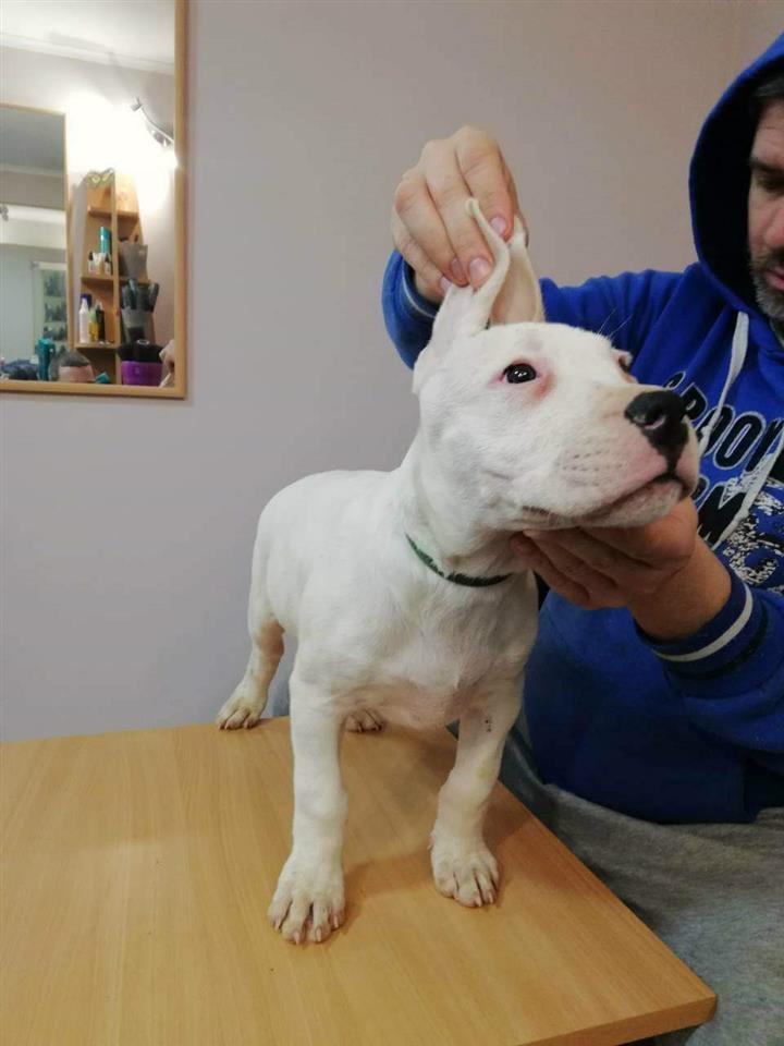 Dogo-Argentino-stenci