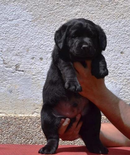 LABRADOR RETRIVER - vrhunskog kvaliteta