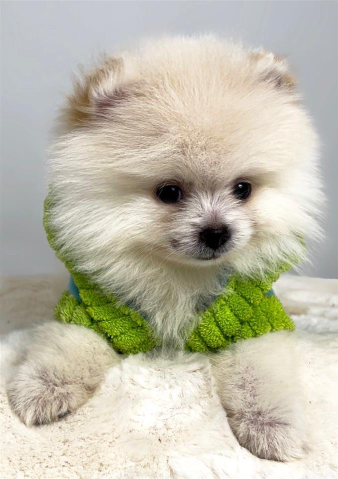 Pomeranac--BOO--čistokrvni--FCI---patuljasti-