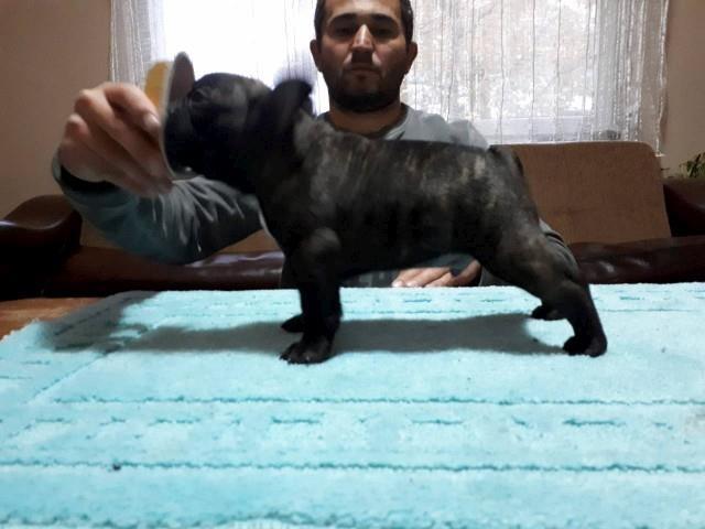 Francuski-buldog-stenad