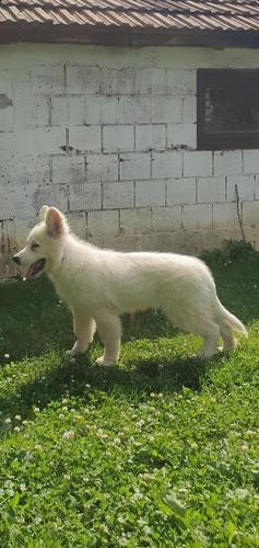 Beli Svajcarski ovcar 