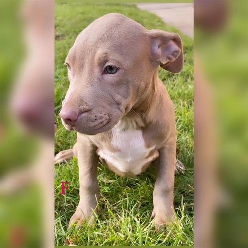 PitBull stenci