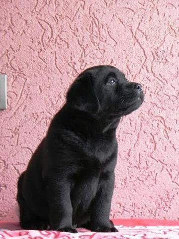 Crne zenkice LABRADORA - izuzetnog porekla