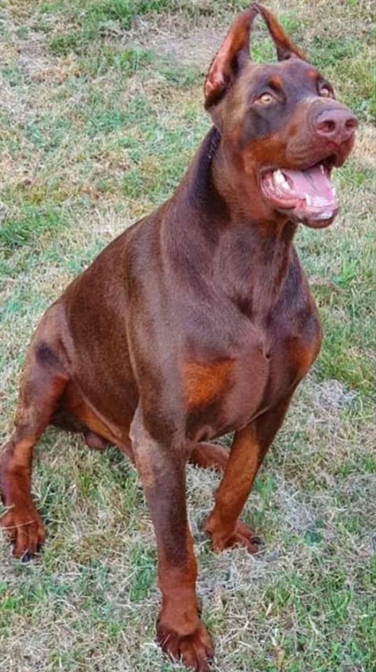 Doberman-DI-GOBELJA-braon-stenci