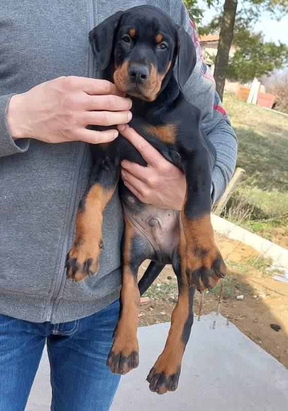 Doberman-štenci-vrhunskog-kvaliteta