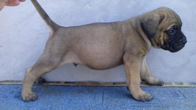 Cane corso, izlozbeni stenci