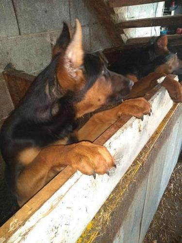 Doberman stenci