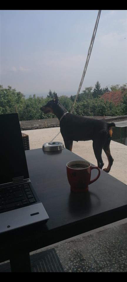 Doberman-štenci-vrhunskog-kvaliteta