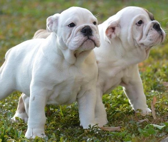 Engleski buldog,prvobirajuće štene