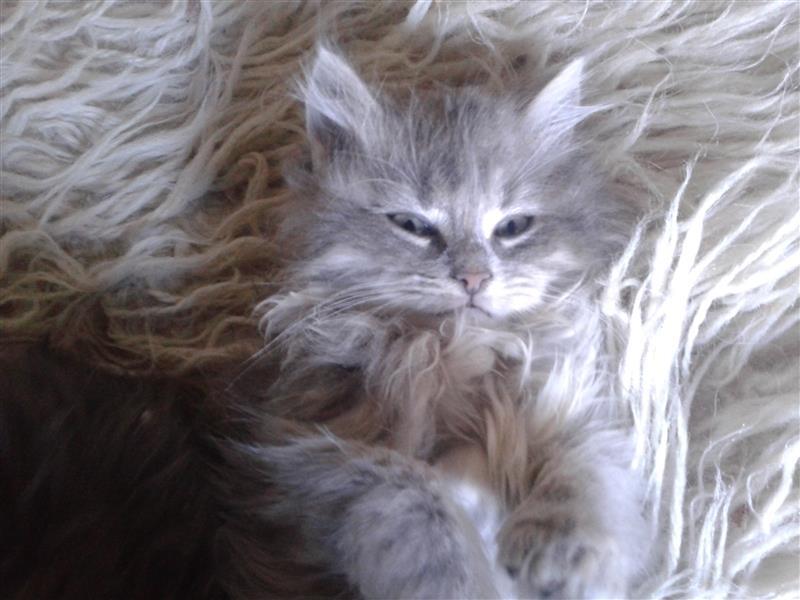 Maine-coon-macici