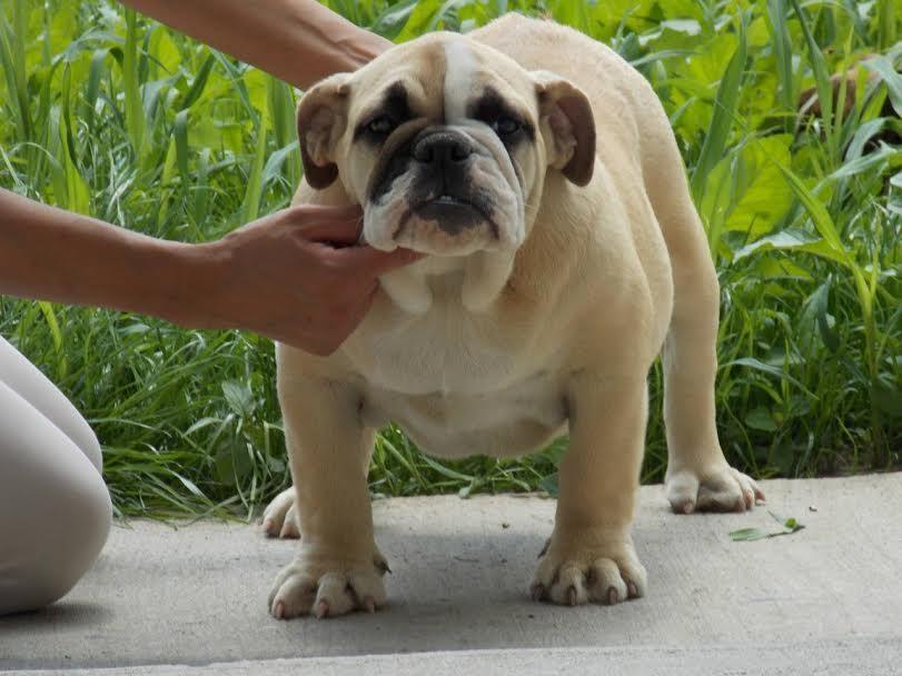 Engleski-Buldog--vrhunski-štenci