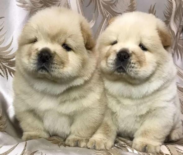 Bobtejl i Chow Chow stenci