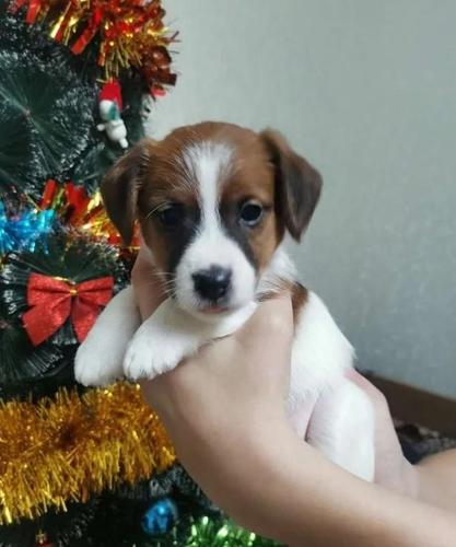 Jack Russell i Nemacki lovni terijer stenci