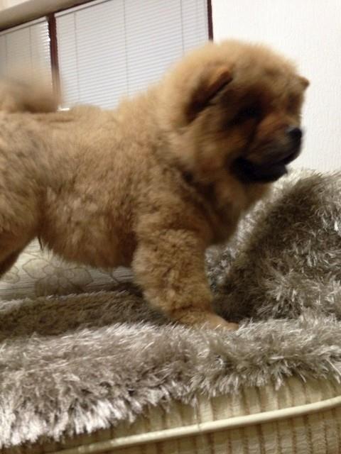 Chow-chow-prelepo-zensko-stene