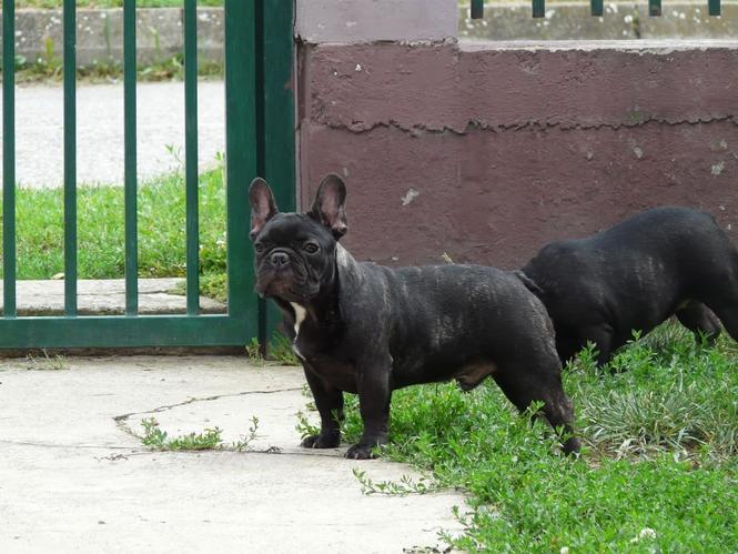 Francuski buldog štenci