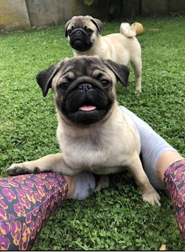 Mops 