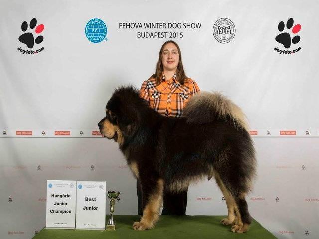 TIbetski Mastiff vrhunski stenci 