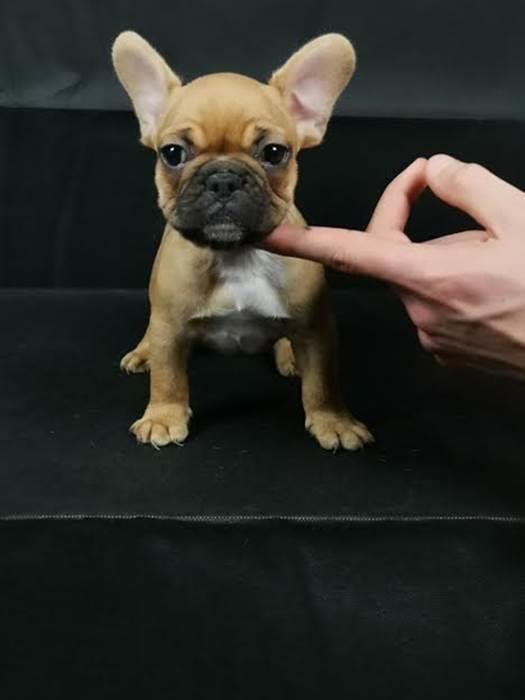 Francuski-buldog---prelepi-štenci