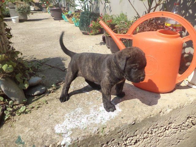 Cane Corso stenci