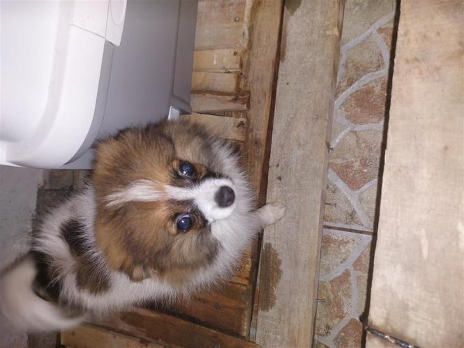 Pomeranac