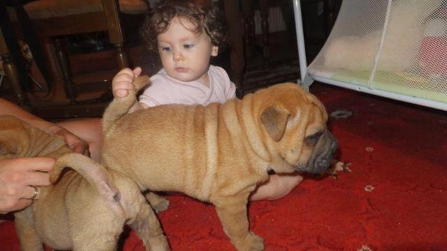 Šar pej (Shar pei) štenci 