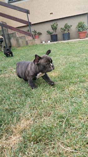 Francuski buldog 