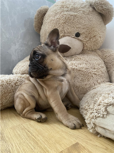 Francuski buldog