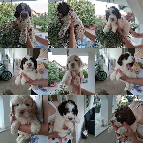 Lagotto-Romagnolo--stenad