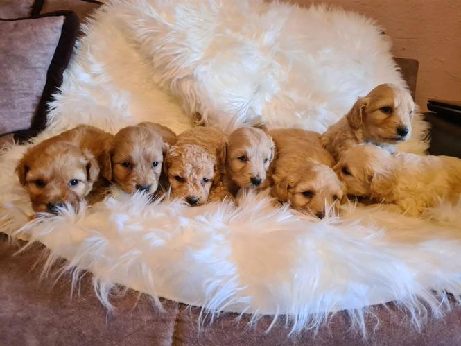 Labradoodle stenci