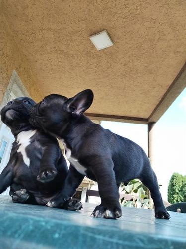 Francuski buldog