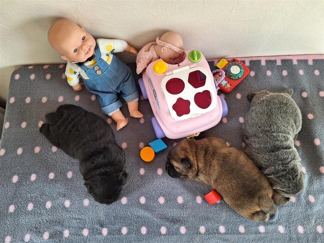 Chow Chow bebe traze nove vlasnike 