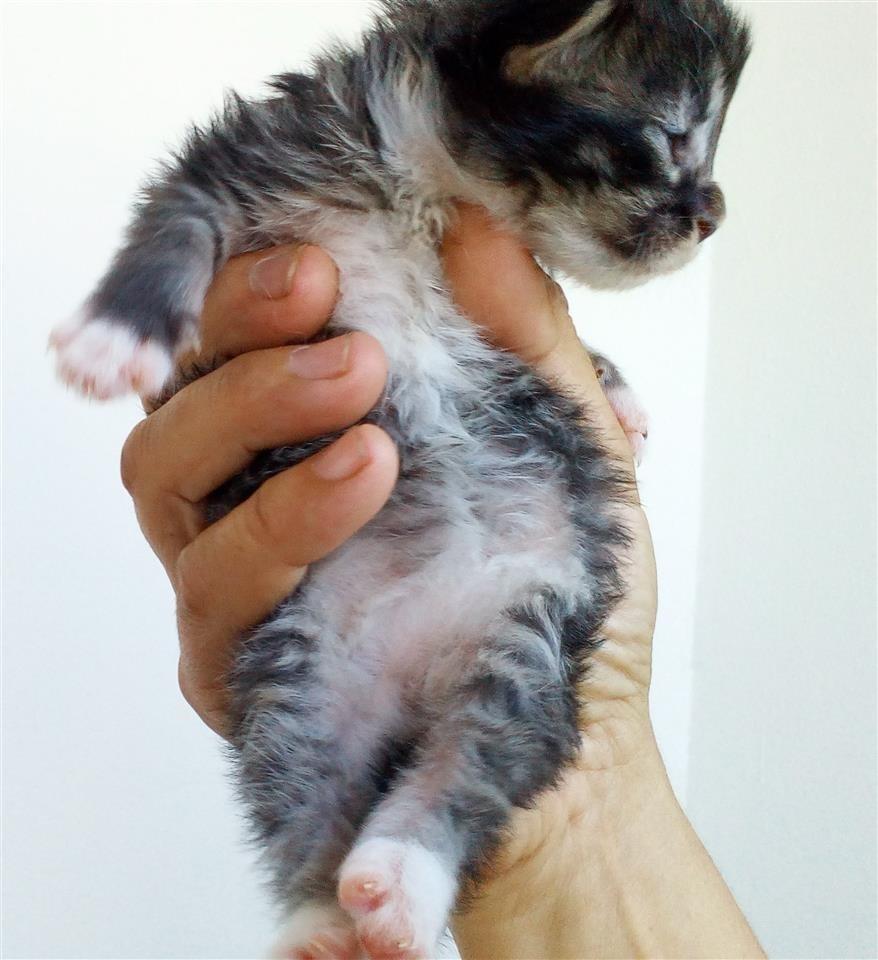 Maine-coon-macici