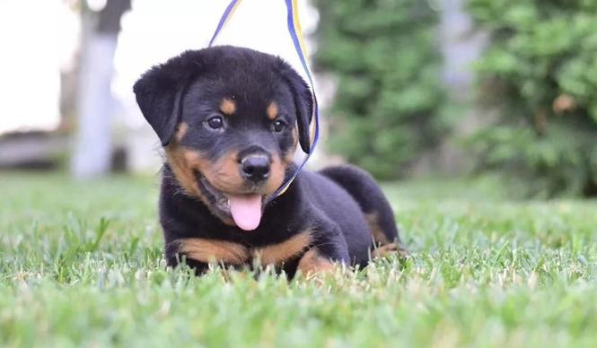 Rotvajler i doberman stenci na prodaju 