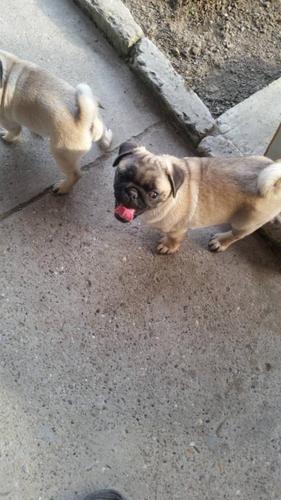 Mops stenci