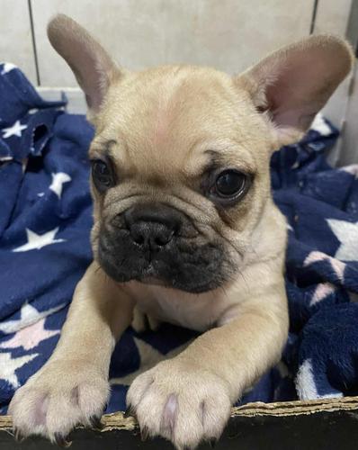 Francuski buldog