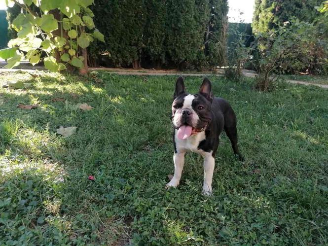 Mužjak star 15 meseci spreman za parenje