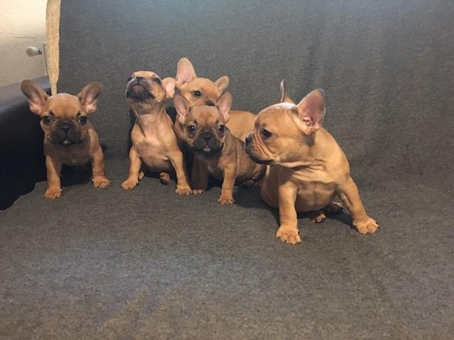 Francuski buldog stenci