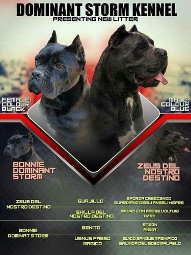 CANE CORSO - extra ponuda