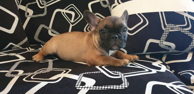 Francuski buldog štene