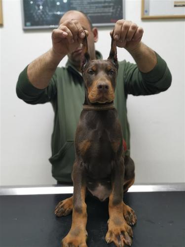 DOBERMAN MUŽJACI