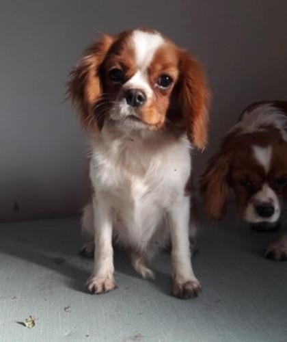 Cavalier King Charles, stenci