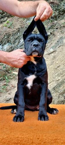 Cane Corso Štenci