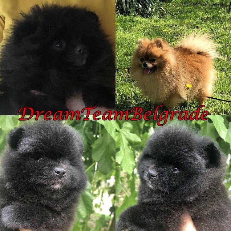 Pomeranski-spic