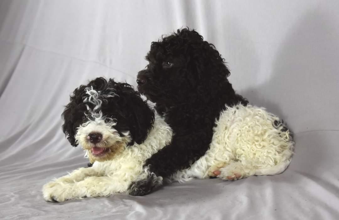 Lagotto-Romagnolo-štenci