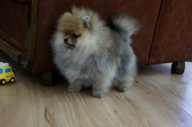 Pomeranac-Pomeranski-špic-Boo-štenci