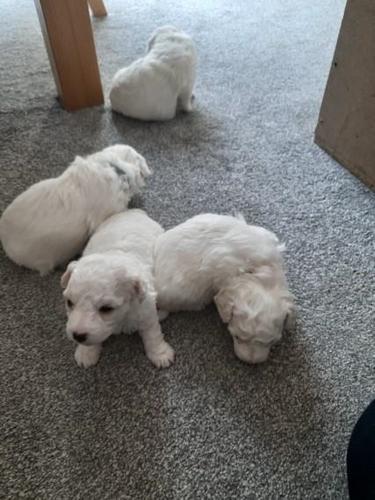 Štenad Bichon Frize