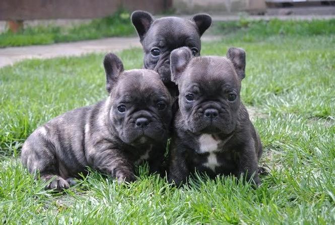 Francuski buldog štenci 