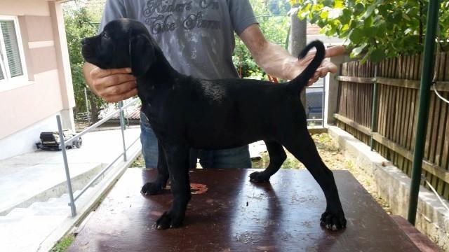 Cane corso, zensko stene
